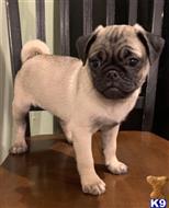 pug puppy posted by Jessica reynolds